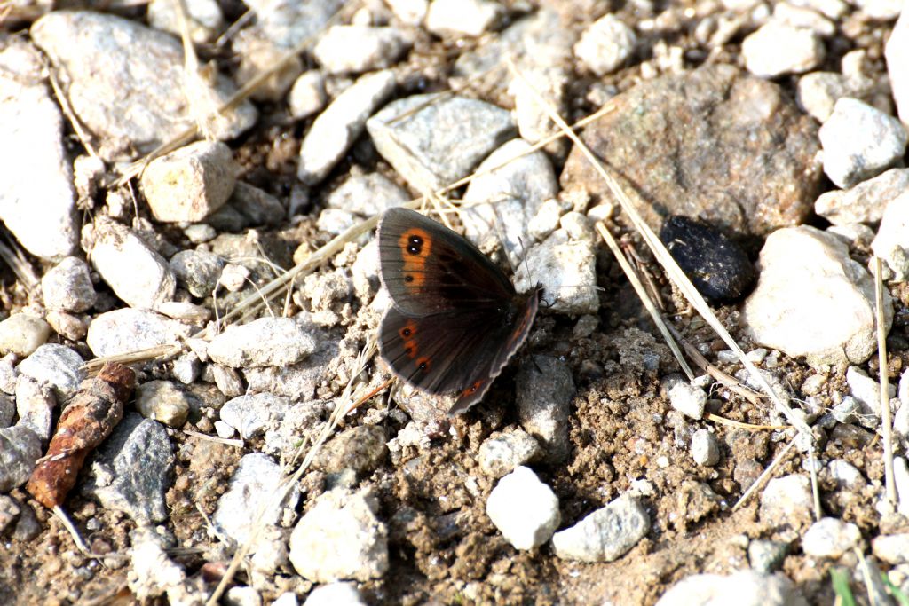 Erebia aethiops? S�